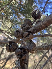 Callitris endlicheri