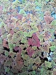Azolla pinnata