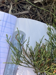 Callitris endlicheri