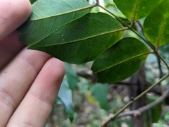 Archidendron grandiflorum