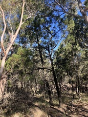 Callitris endlicheri