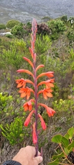 Watsonia tabularis