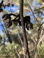 Callitris endlicheri