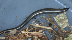 Hemiergis talbingoensis