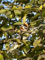 Aegithalos concinnus