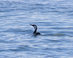 Phalacrocorax fuscescens