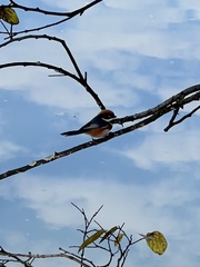 Aegithalos concinnus