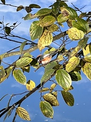 Aegithalos concinnus