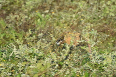 Lepus granatensis