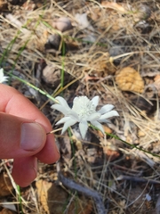 Actinotus leucocephalus