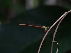 Ceriagrion aeruginosum