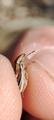 Aelia notata