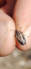 Aelia notata
