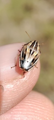 Aelia notata
