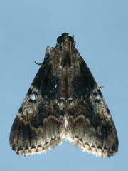 Orthaga thyrisalis