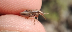 Aelia notata