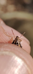 Aelia notata