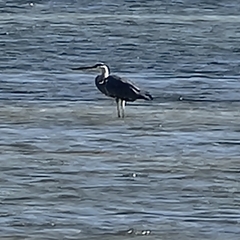 Egretta gularis