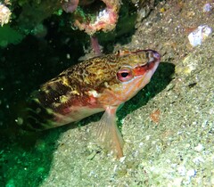 Hypoplectrodes maccullochi