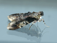 Orthaga thyrisalis