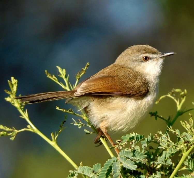Grey-Breasted Prinia