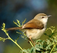 Prinia hodgsonii