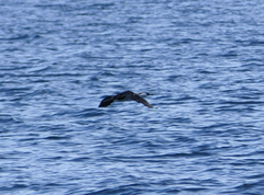 Phalacrocorax fuscescens