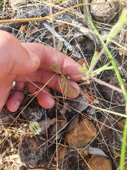 Actinotus leucocephalus