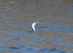 Phalacrocorax fuscescens