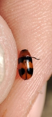 Coptocephala
