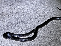 Cryptophis nigrescens