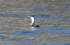 Phalacrocorax fuscescens