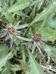 Centaurea calcitrapa