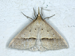 Epidesmia hypenaria