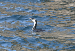 Phalacrocorax fuscescens