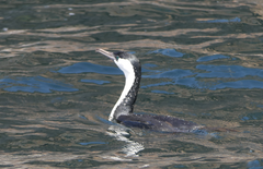 Phalacrocorax fuscescens