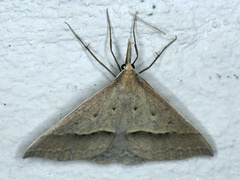 Epidesmia hypenaria