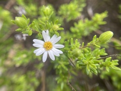 Felicia aethiopica