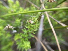 Felicia aethiopica