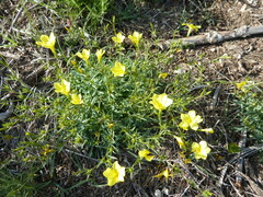 Linum campanulatum
