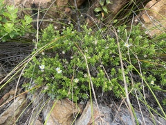 Felicia aethiopica