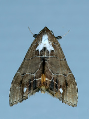 Arrade leucocosmalis