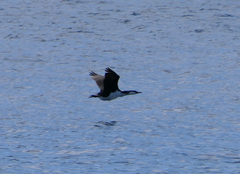 Phalacrocorax fuscescens