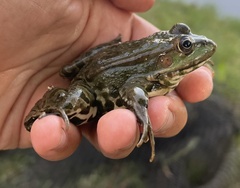 Pelophylax ridibundus
