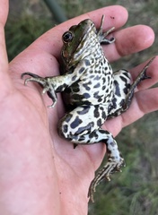 Pelophylax ridibundus