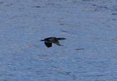 Phalacrocorax fuscescens
