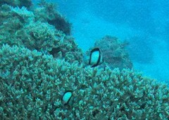 Dascyllus reticulatus