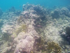 Neoniphon vexillarium