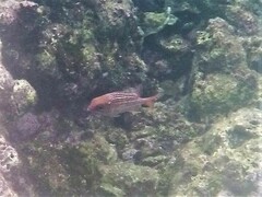 Neoniphon vexillarium
