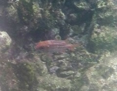Neoniphon vexillarium